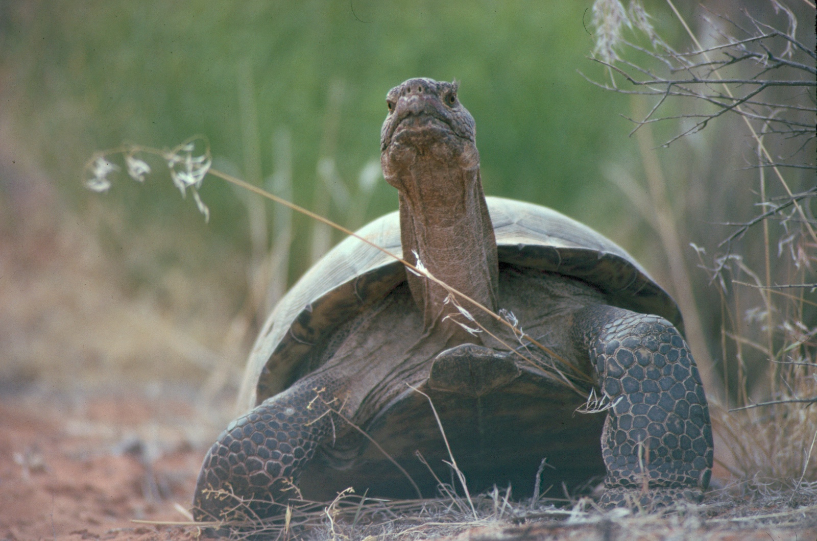 Large male tortoise at City Creek @2400dpi