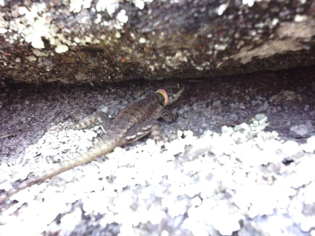 Tropidurus torquatus ElasticHairBands 25 Jan 2005