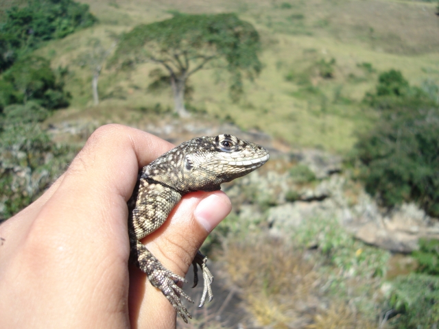 Tropidurus torquatus HandCapture03 Sep 2007
