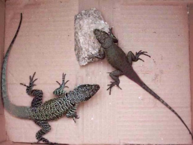 Tropidurus torquatus MaleFemale 15 Aug 2005