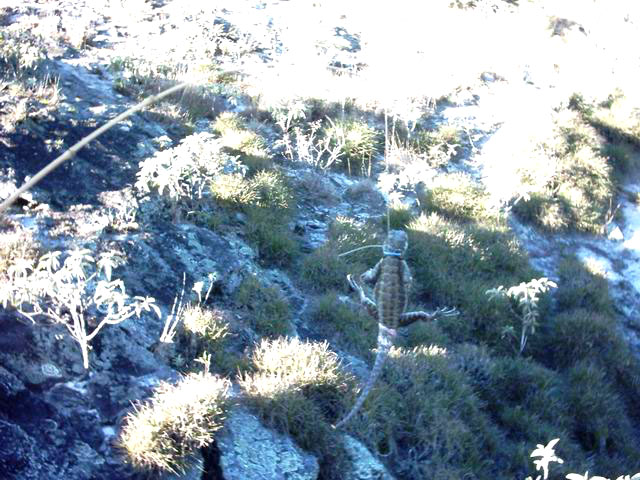 Tropidurus torquatus NylonNoose2 12 Feb 2005