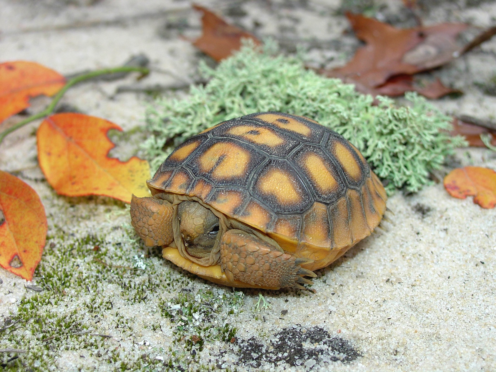 Hatchling Gopherus polyphemus