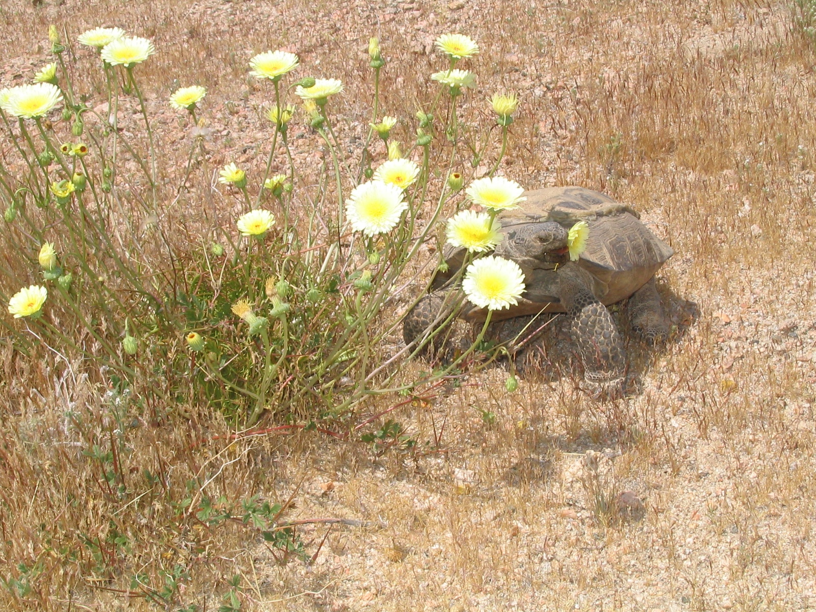 TortEatingMalacothrix