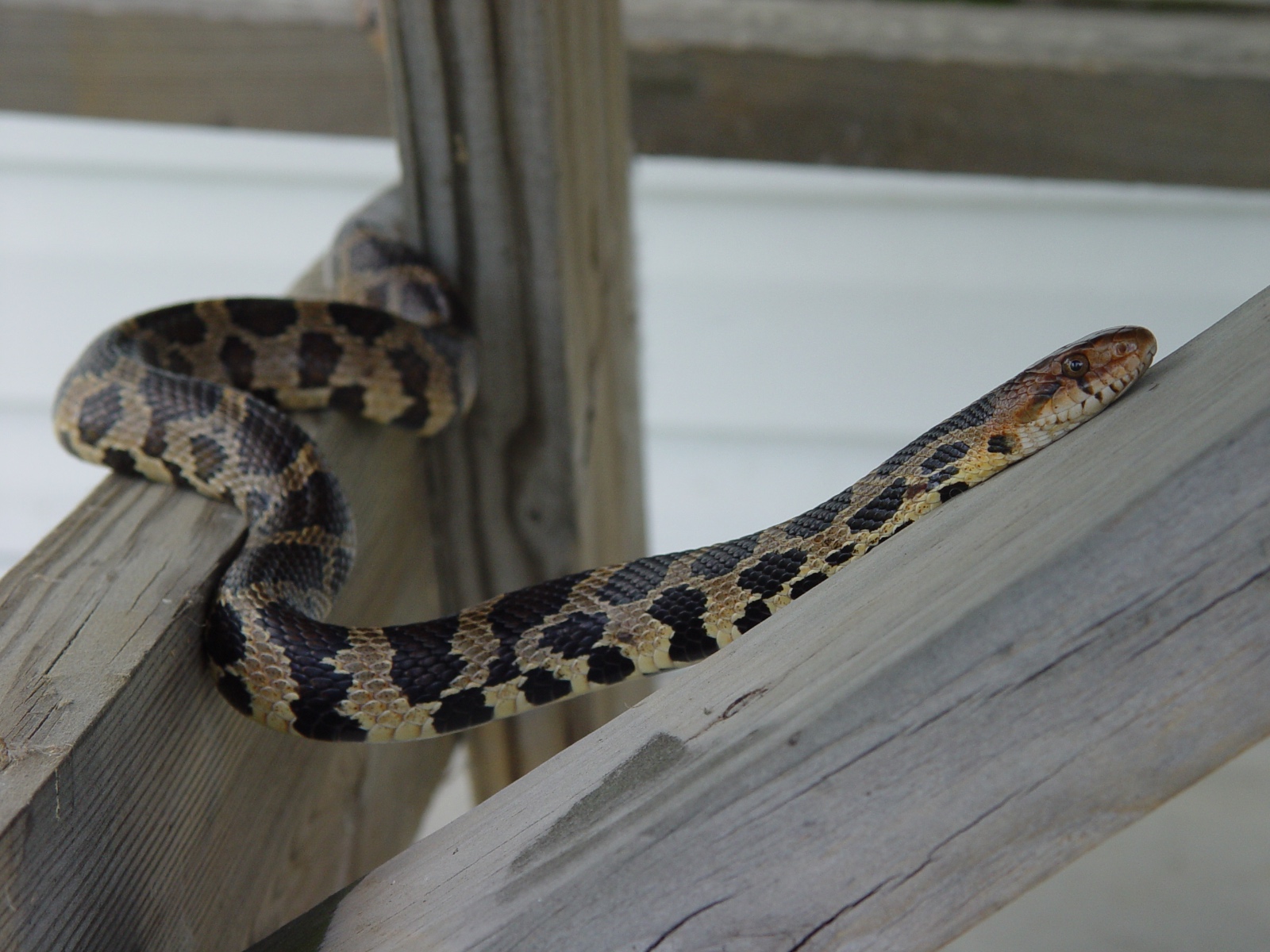  DeGregorio et al. 2011