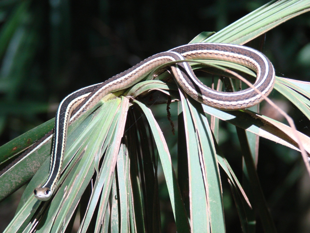 Langford et al. 2011