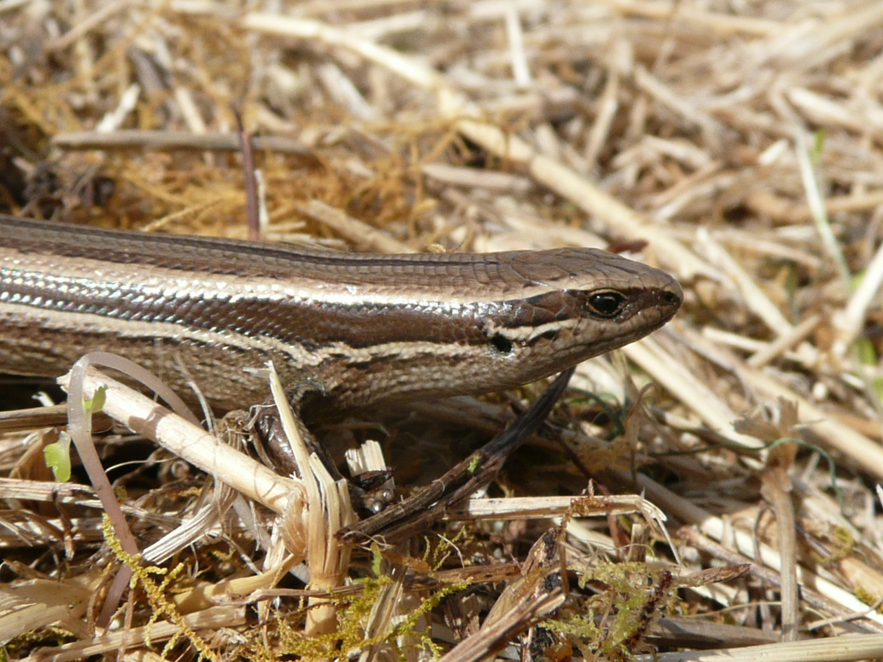 O'Donnell & Hoare 2012