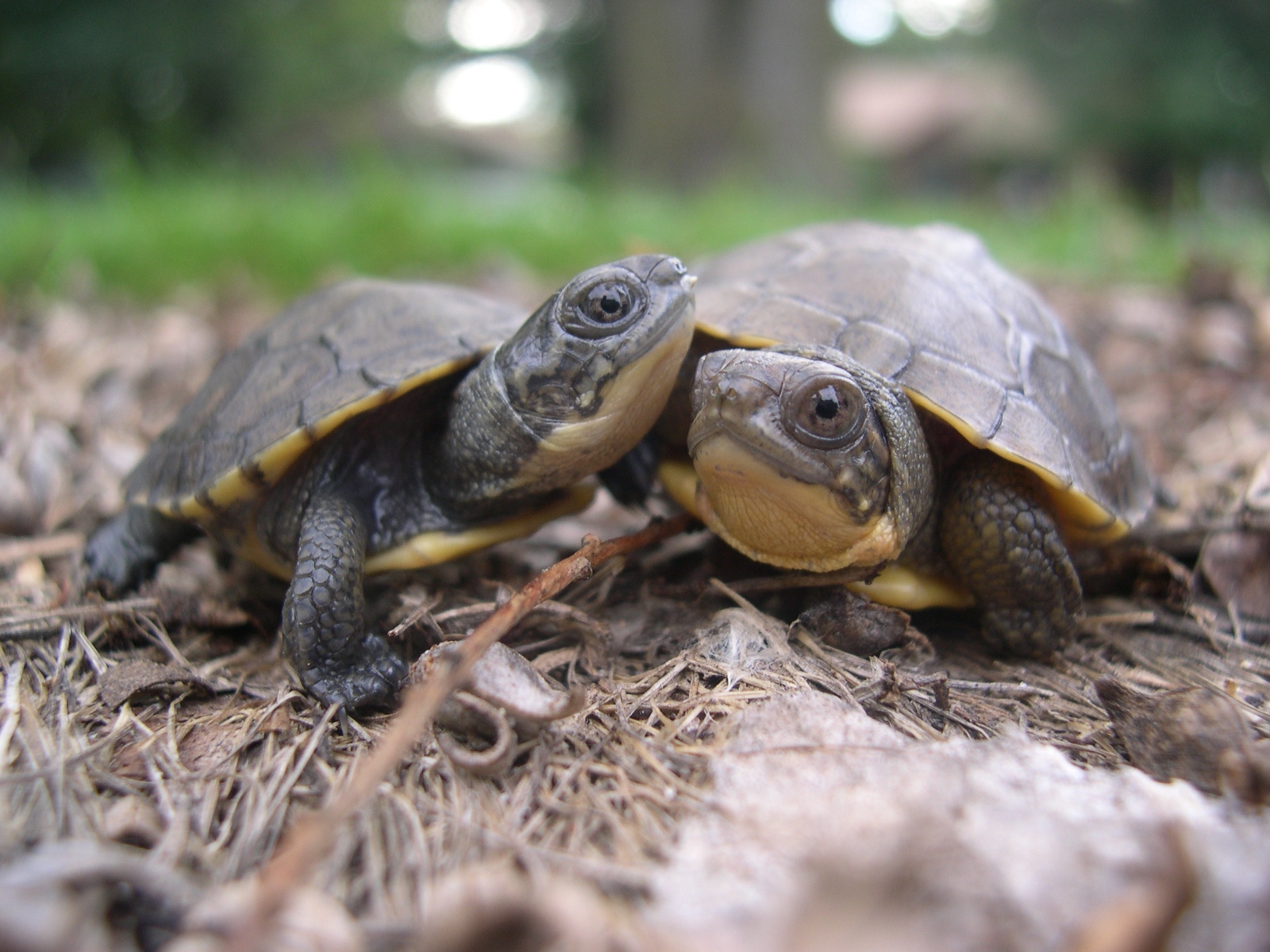 Herpetological Conservation & Biology