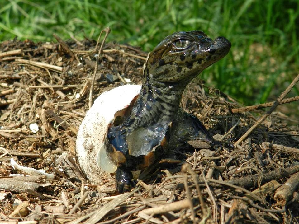 Simoncini et al. 2013