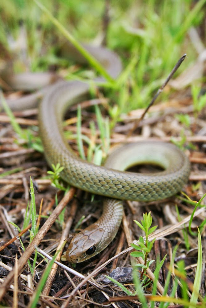 Thompson et al. 2013