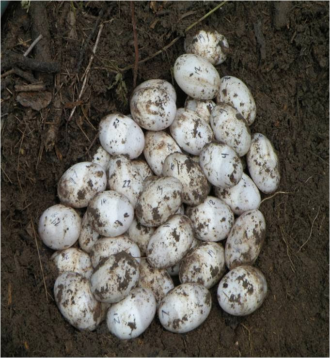 Eversole et al. 2013