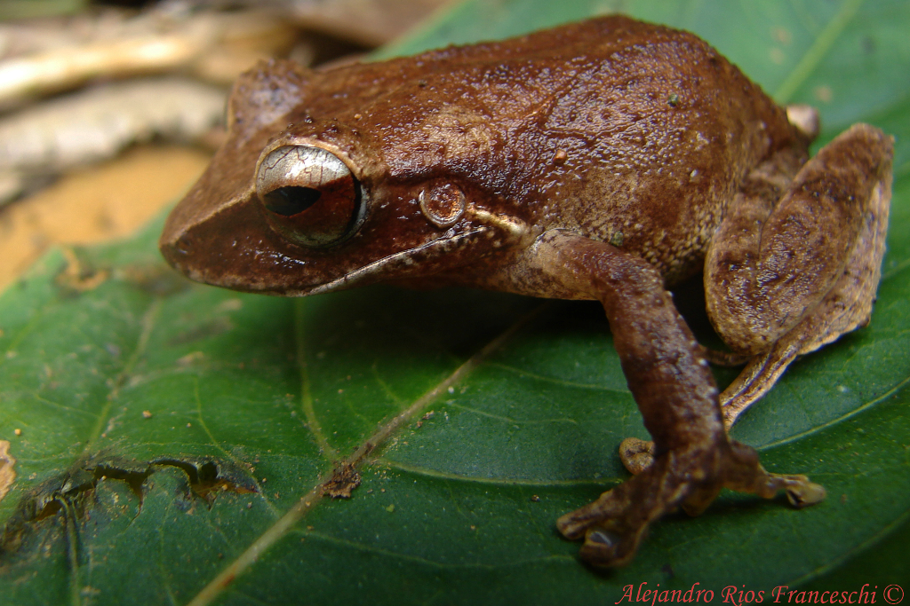 Barker Rios Franceschi 1