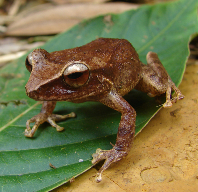 Barker & Rio-Francheschi 2014